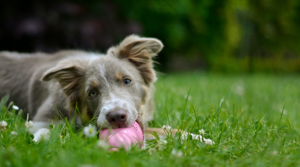 Our Favorite Dog Chew Toys for Safety and&nbsp;Durability