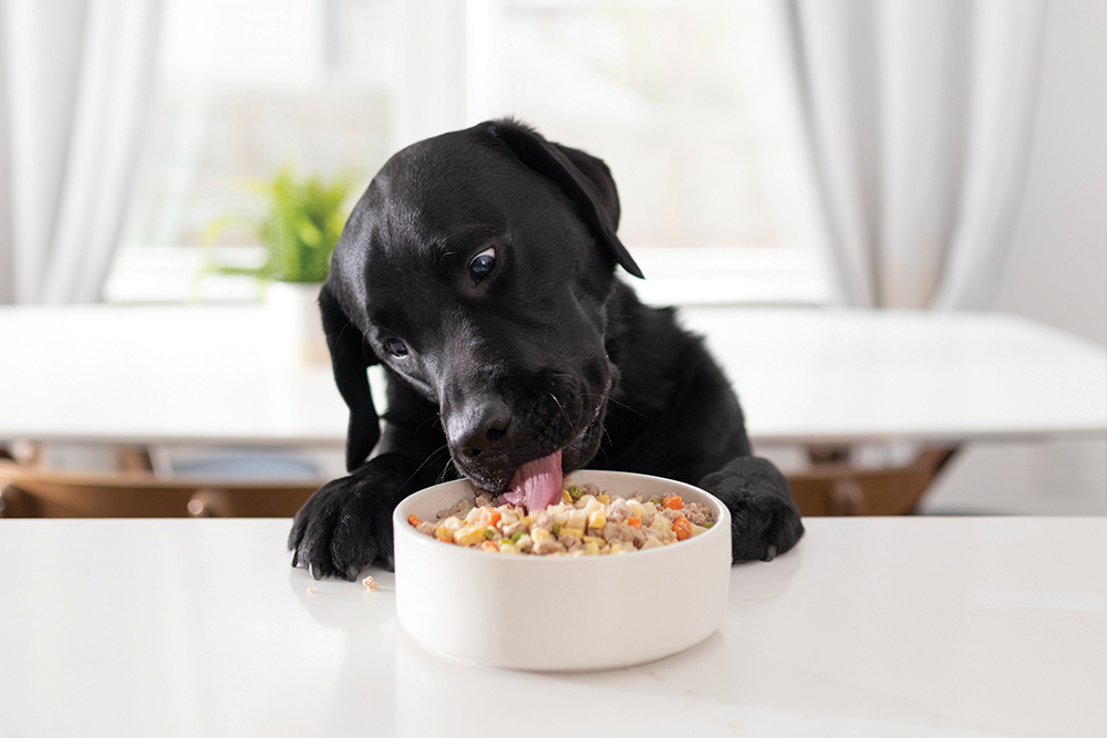 8 All-Star Ingredients to Supplement Your Dog’s Food for Optimal&nbsp;Health