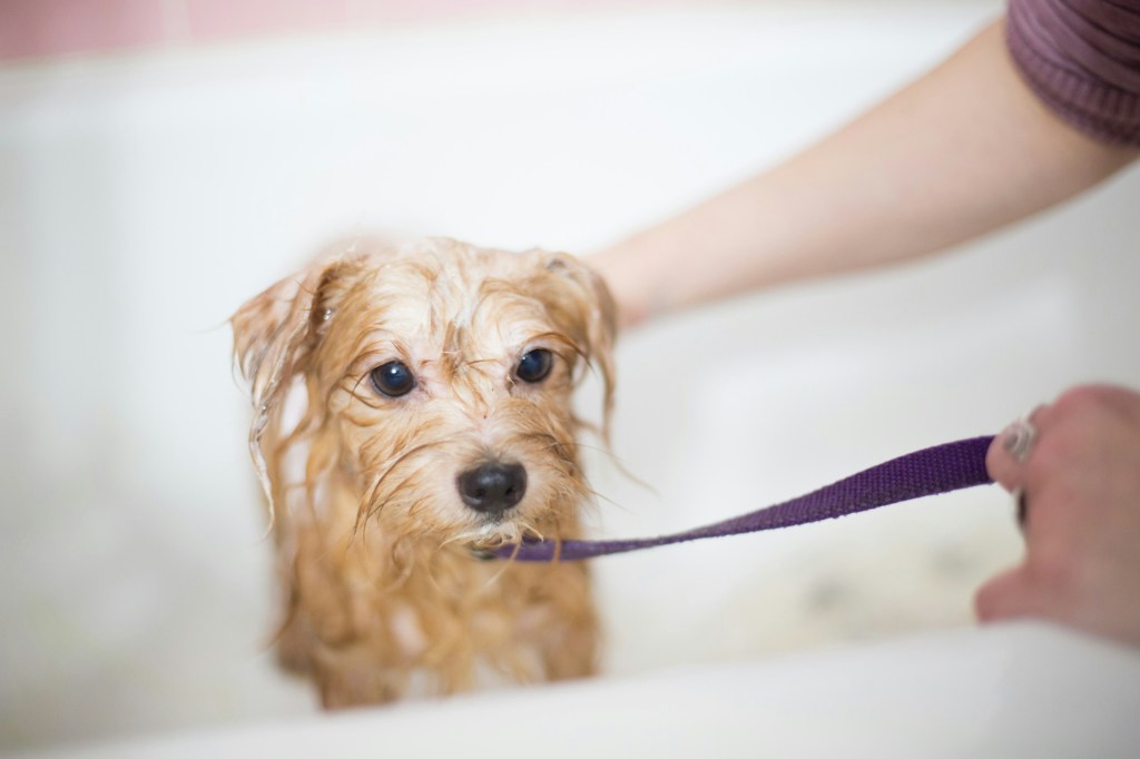 The Complete Guide to Dog Grooming: How, Why, and&nbsp;When