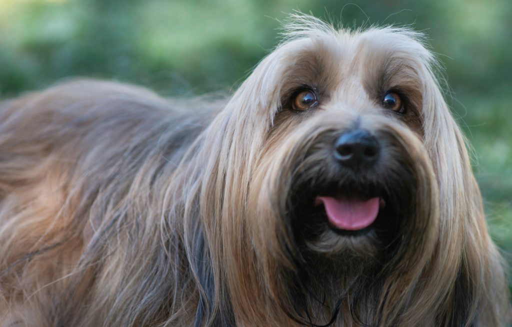 Tips to Keep Your Dog’s Skin and Coat&nbsp;Healthy