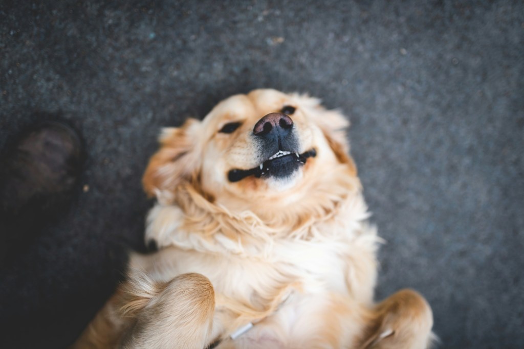 The Importance of Dog Dental Care: Keeping Your Pet’s Smile&nbsp;Healthy